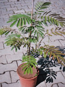 Albizia julibrissin - albízia julibrissin