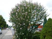 Ibišek syrský, keř (Hibiscus syriacus)