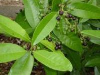 Pimenta dioica - allspice, pimento, Jamaica pepper Allspice