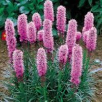 Liatris spicata 'Kobold' - Blazing Star