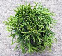 Hatiora salicornioides - Drunkard's Dream