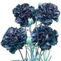 Dianthus caryophyllus 'King of the Blacks' - Carnation