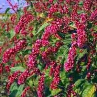 Polygonum Orientale - Kiss Me Over The Garden Gate