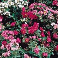 Lagerstroemia indica 'Little Chief' - crape myrtle