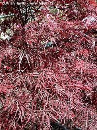Acer palmatum 'Dissectum Garnet' - Japanese maple
