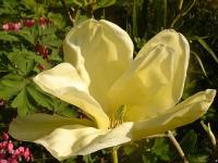 Magnolia 'Elizabeth' - Elizabeth magnolia