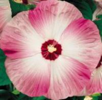 Hibiscus moscheutos 'Disco Belle Pink' - Hardy Hibiscus