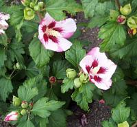 Hibiscus syriacus 'Hamabo' - Rose of Sharon Hibiscus syriacus 'Hamabo' - Rose of Sharon