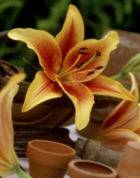 Lilium 'First Crown' - lily