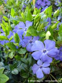 Vinca minor 'Bowles' - periwinkle