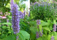 Agastache foeniculum - Blue Giant Hyssop