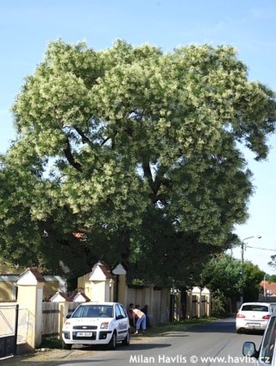 Sophora japonica 'Regent' - jerlín japonský