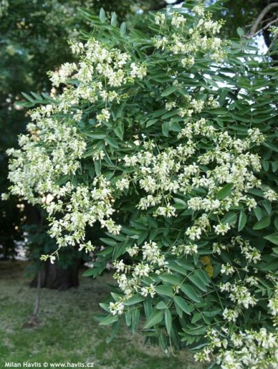 Sophora japonica 'Regent' - jerlín japonský