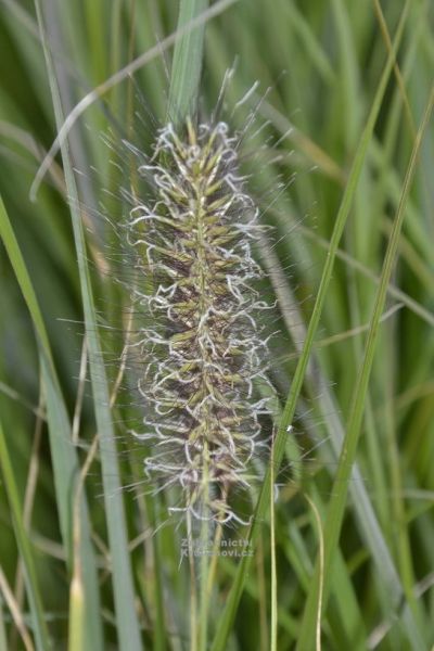 Pennisetum alopecuroides 'Goldstrich' - dochan psárkovitý, vousatec