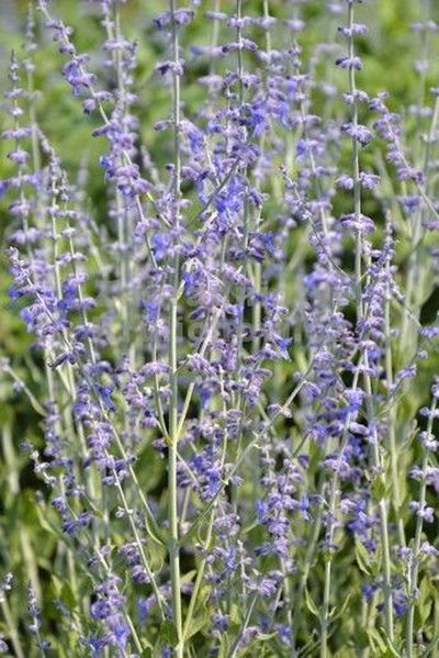 Perovskia atriplicifolia 'Little Spire'® - perovskie lebedolistá