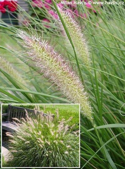 Pennisetum alopecuroides 'Hameln' - dochan psárkovitý, vousatec