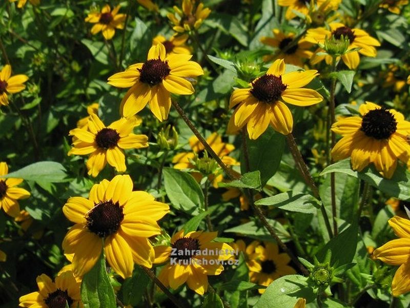 Rudbeckia triloba - třapatka trojlaločná