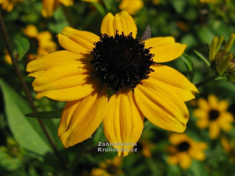 Rudbeckia triloba - třapatka trojlaločná