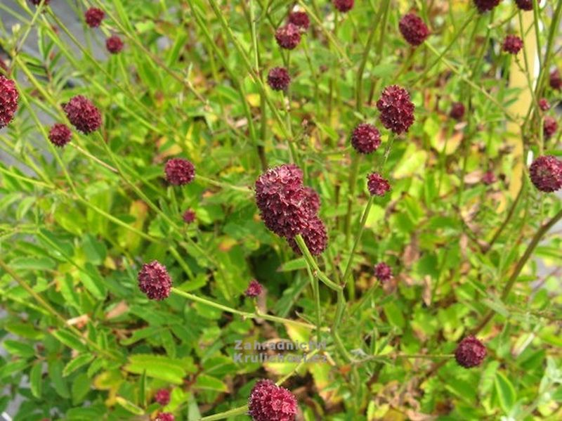 Sanguisorba officinalis 'Tanna' - krvavec toten