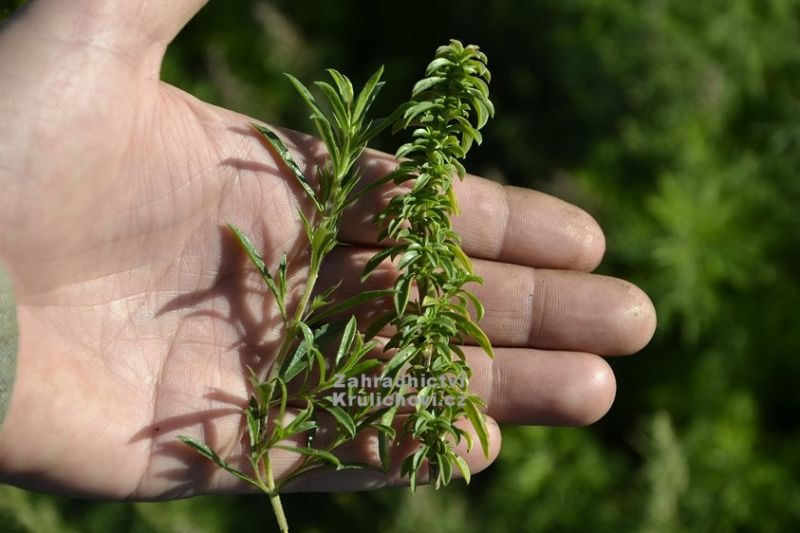 Satureja montana 'Aromakugel' - saturejka horská