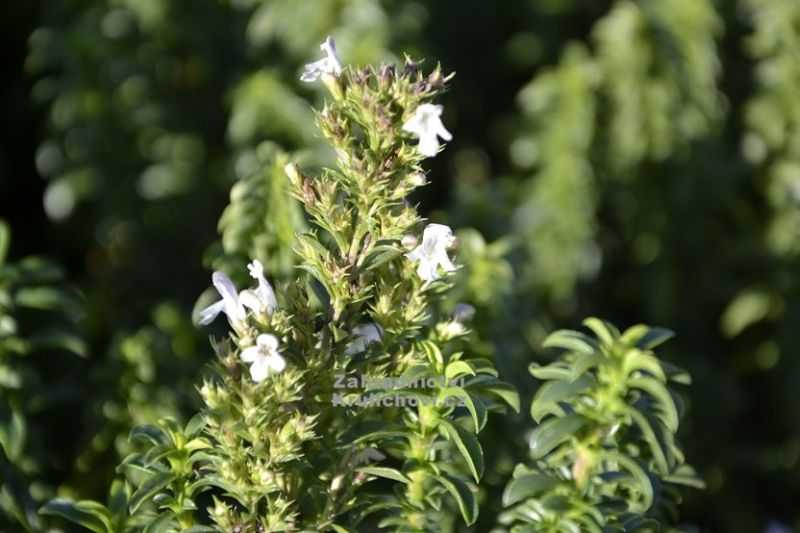 Satureja montana 'Aromakugel' - saturejka horská