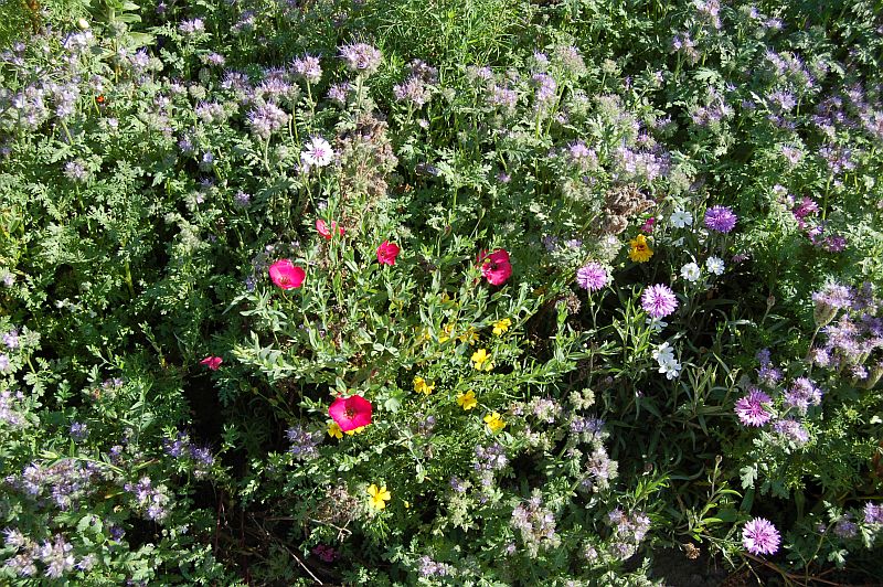 Zelené hnojení: Směska květin na zarýpání, foto 3