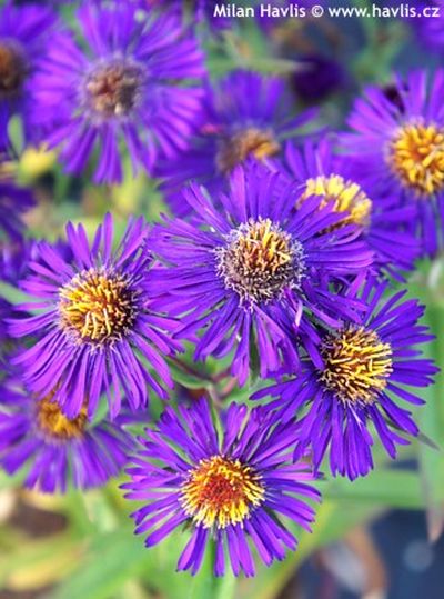 Aster novi-belgii 'Violetta' - hvězdnice novobelgická
