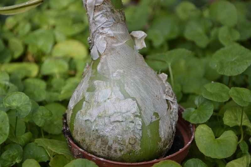 Ornithogalum longibracteatum - snědek ocasatý