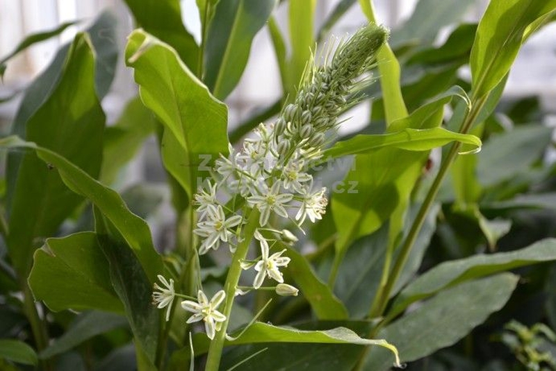 Ornithogalum longibracteatum - snědek ocasatý