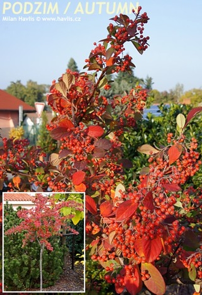 Cotoneaster lacteus - skalník bílý Cotoneaster lacteus - skalník bílý
