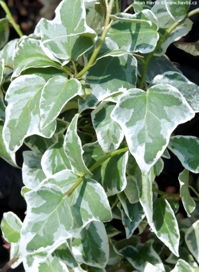 Hedera helix 'Little Diamond' - břečťan obecný