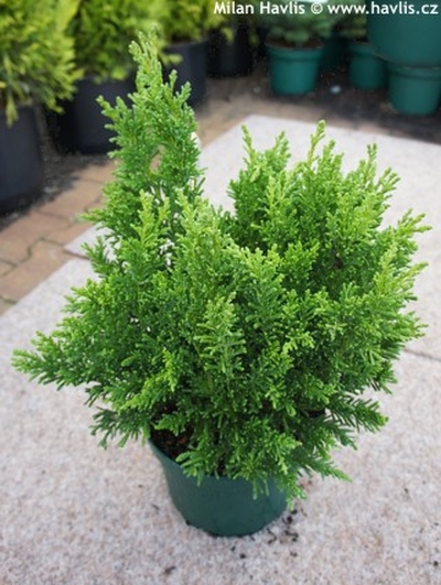 Chamaecyparis obtusa 'Draht' - cypřišek tupolistý