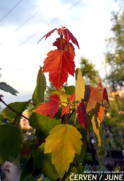 Acer rubrum 'Summer Red'® - javor červený