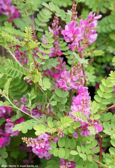 Indigofera himalayensis 'Silk Road' - modřil himalájský