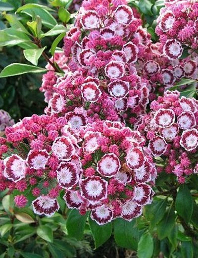 Kalmia latifolia 'Bandeau' - mamota širokolistá Kalmia latifolia 'Bandeau' - mamota širokolistá