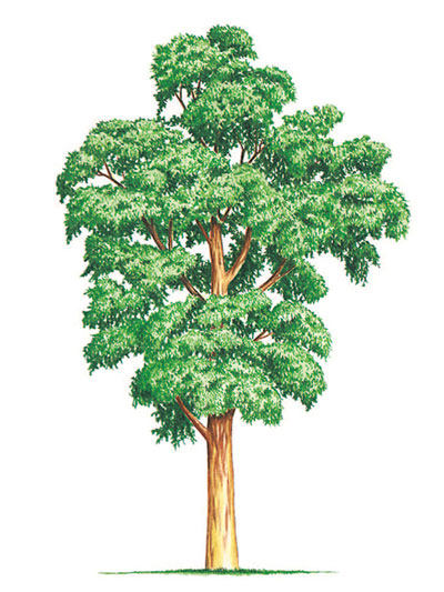 Eucalyptus dalrympleana - blahovičník dalrympleana (KNIŽNÍKLUB)