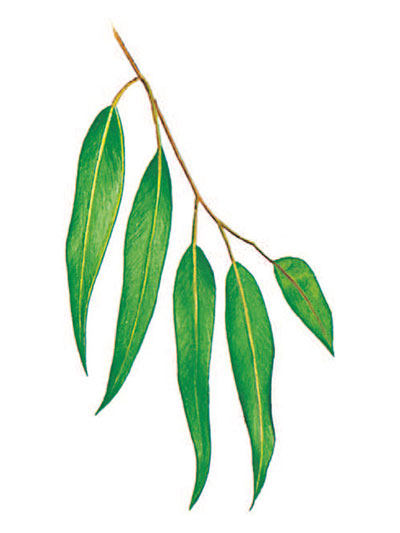 Eucalyptus dalrympleana - blahovičník dalrympleana (KNIŽNÍKLUB)