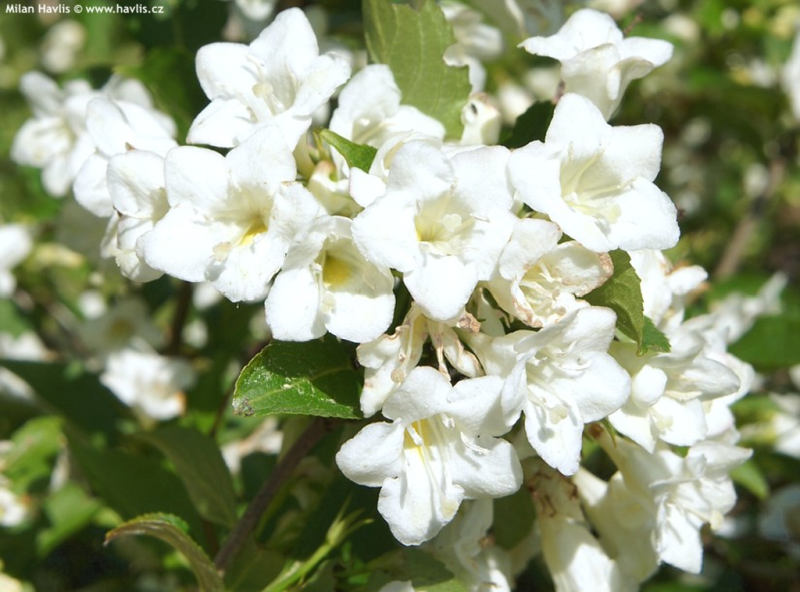 Weigela florida 'Candida' - vajgélie květnatá