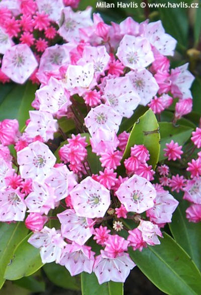 Kalmia latifolia 'Big Boy' - mamota širokolistá Kalmia latifolia 'Big Boy' - mamota širokolistá