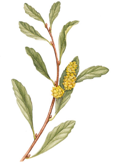 Myrica gale - vřesna bahenní (KNIŽNÍKLUB)