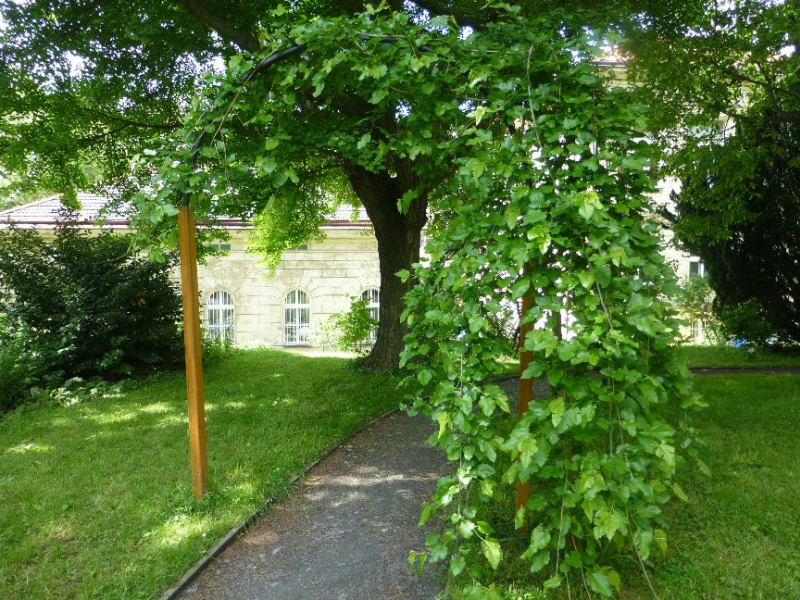 Dřeviny s převislou korunou: Morušovník bílý 'Pendula'