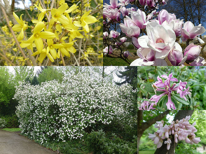 Dřeviny v jarní zahradě