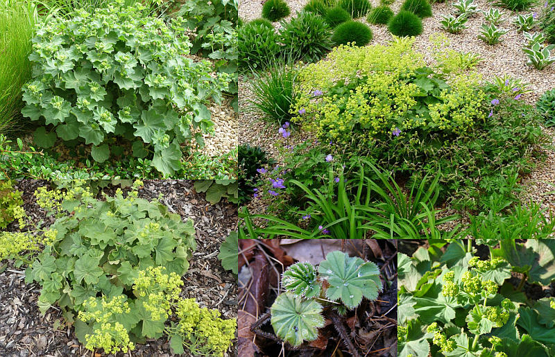Alchemilla mollis - kontryhel měkký