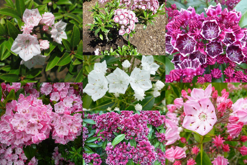 Kalmia - mamota Kalmia - mamota
