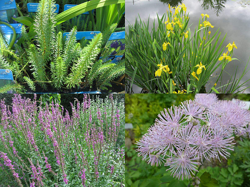 Osázení vodního světa