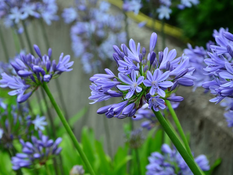 Kalokvět - pěstování