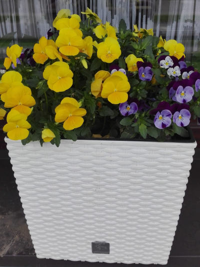 Truhlíky a květináče v bílé barvě