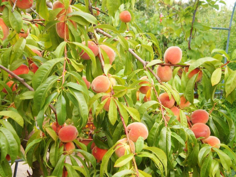 Broskve - pěstování