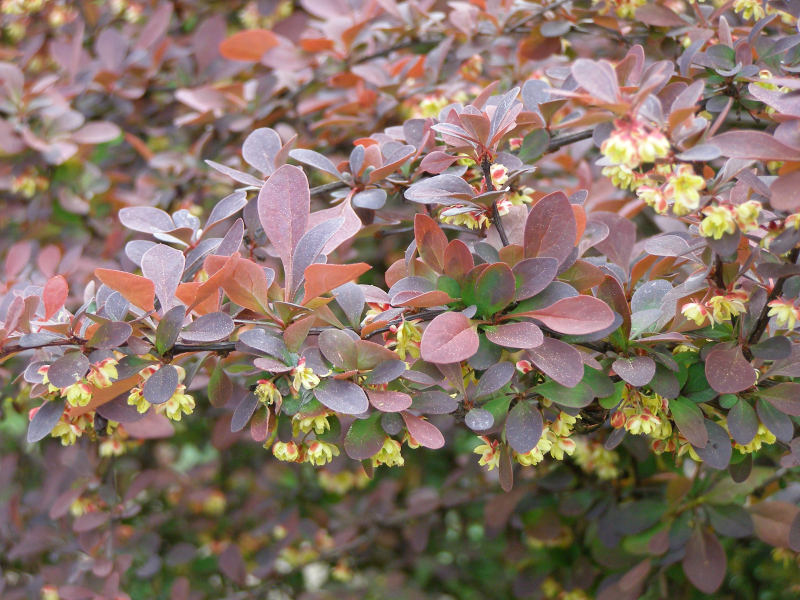 Červenolisté dřeviny