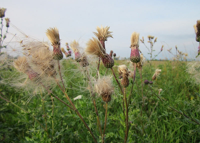 Cirsium arvense - pcháč rolní (PIXABAY)